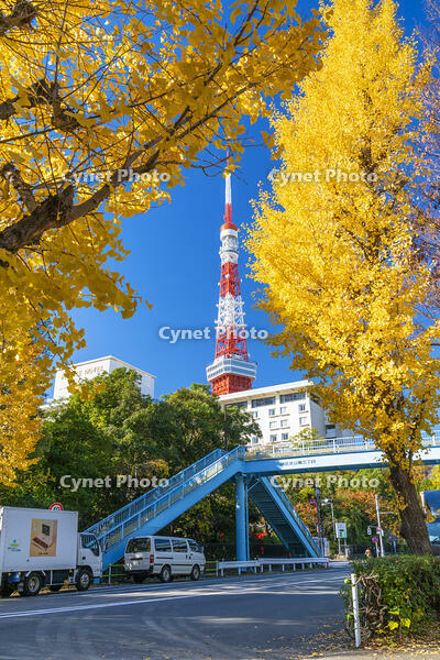 秋の紅葉と東京タワー [SKE110001384]