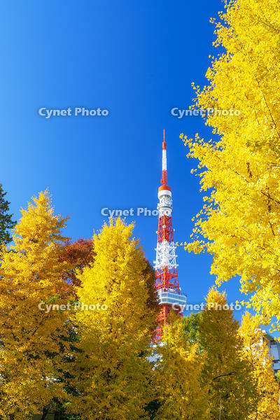 秋の紅葉と東京タワー [SKE110001399]