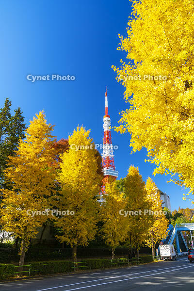 秋の紅葉と東京タワー [SKE110001401]