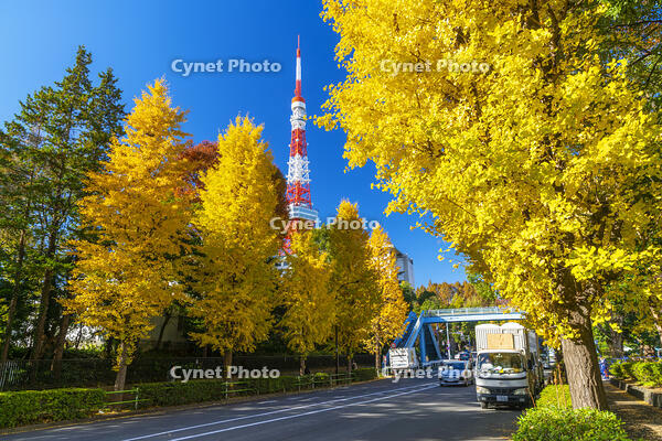 秋の紅葉と東京タワー [SKE110001405]