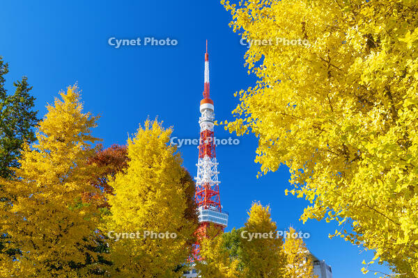 秋の紅葉と東京タワー [SKE110001408]