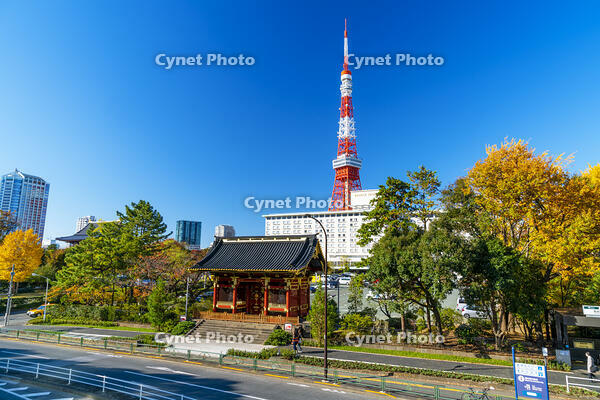 秋の紅葉と東京タワー [SKE110001412]