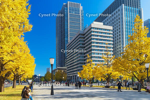 東京駅と銀杏並木道 [SKE110001415]