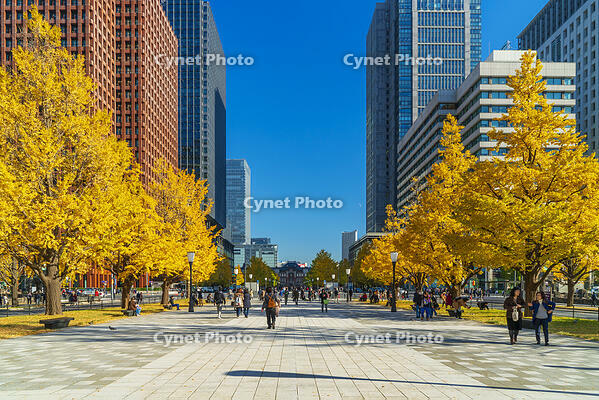 東京駅と銀杏並木道 [SKE110001416]