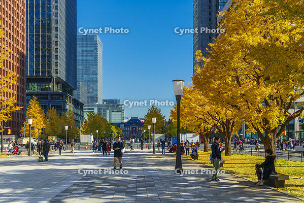 東京駅と銀杏並木道 [SKE110001420]