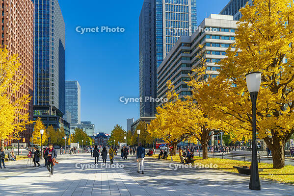 東京駅と銀杏並木道 [SKE110001422]