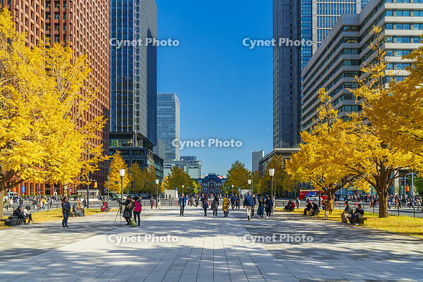 東京駅と銀杏並木道 [SKE110001423]
