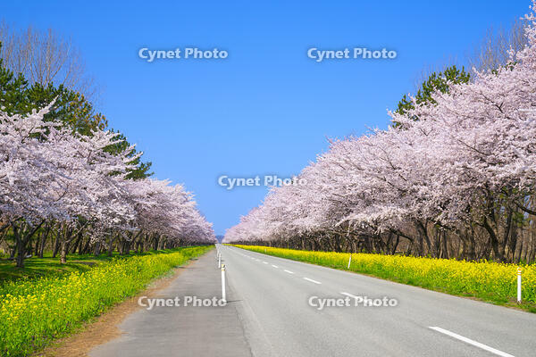 秋田県　菜の花ロードと桜並木 [SKE110001480]