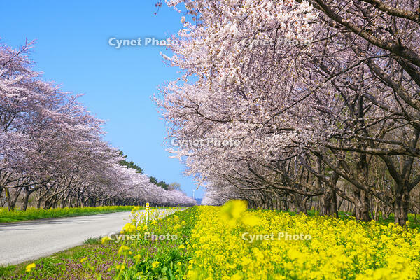 秋田県　菜の花ロードと桜並木 [SKE110001482]
