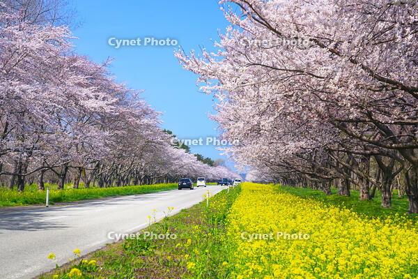 秋田県　菜の花ロードと桜並木 [SKE110001485]