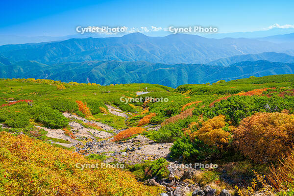 長野県　乗鞍岳の紅葉 [SKE110001505]