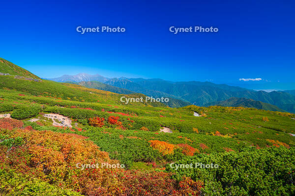 長野県　乗鞍岳の紅葉 [SKE110001509]
