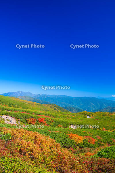 長野県　乗鞍岳の紅葉 [SKE110001510]