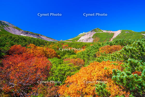 長野県　乗鞍岳の紅葉 [SKE110001513]