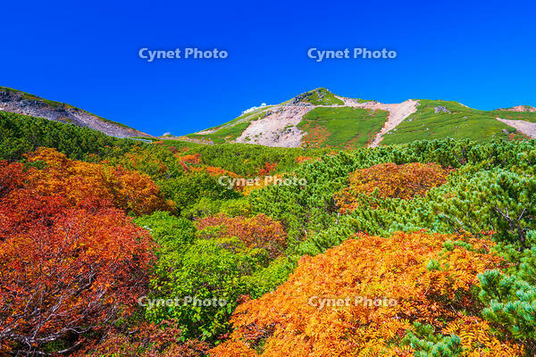 長野県　乗鞍岳の紅葉 [SKE110001515]