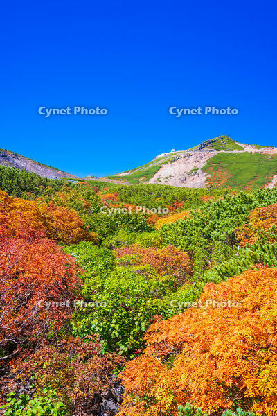 長野県　乗鞍岳の紅葉 [SKE110001517]