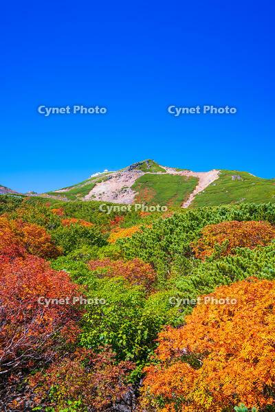 長野県　乗鞍岳の紅葉 [SKE110001518]