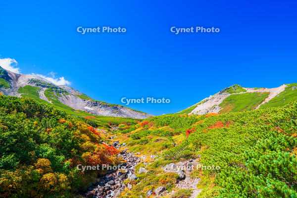 長野県　乗鞍岳の紅葉 [SKE110001519]