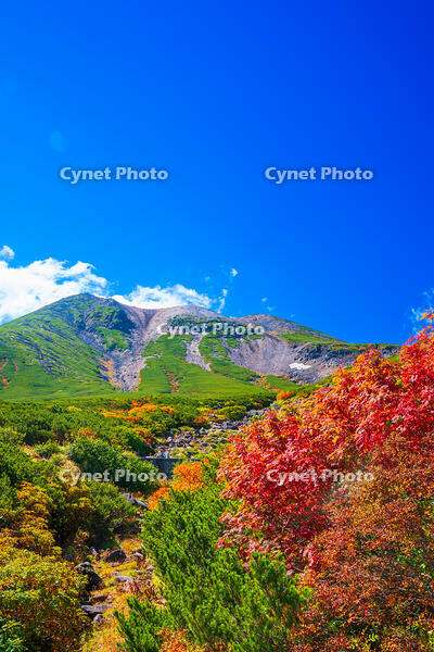 長野県　乗鞍岳の紅葉 [SKE110001528]