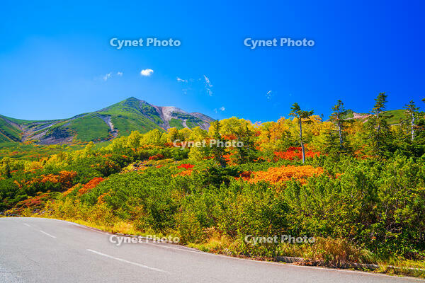 長野県　乗鞍岳の紅葉 [SKE110001529]