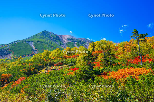 長野県　乗鞍岳の紅葉 [SKE110001531]