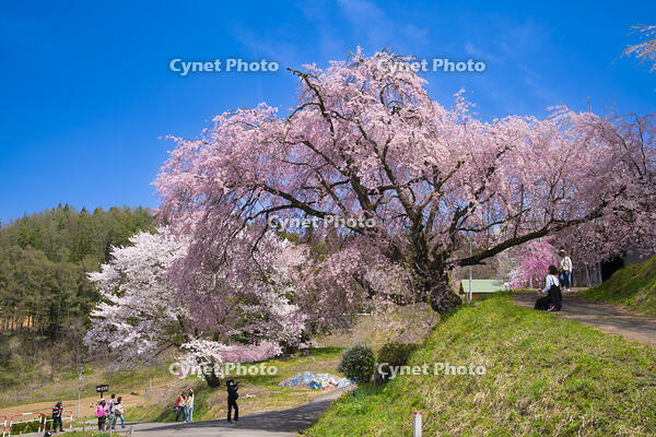 長野県　小川村　番所の桜 [SKE110001558]