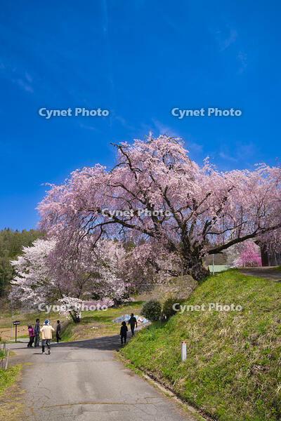 長野県　小川村　番所の桜 [SKE110001562]