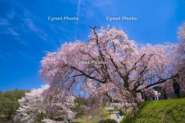 長野県　小川村　番所の桜 [SKE110001564]