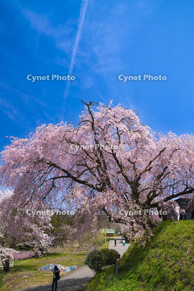 長野県　小川村　番所の桜 [SKE110001565]
