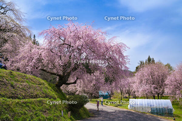 長野県　小川村　番所の桜 [SKE110001566]