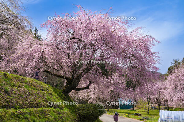 長野県　小川村　番所の桜 [SKE110001569]