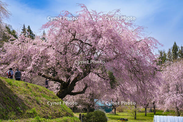 長野県　小川村　番所の桜 [SKE110001572]