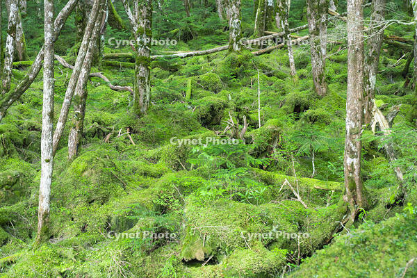 長野県　白駒の池　苔の森 [SKE110001579]