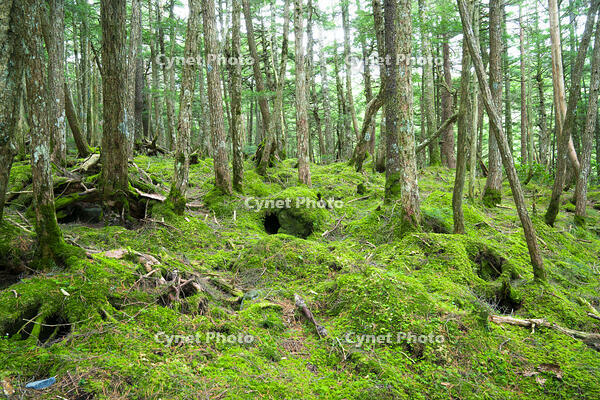 長野県　白駒の池　苔の森 [SKE110001581]