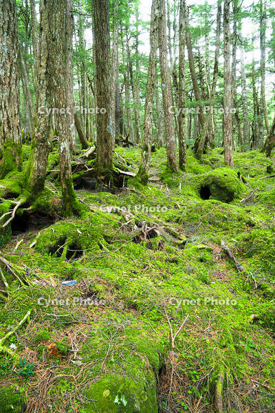長野県　白駒の池　苔の森 [SKE110001586]