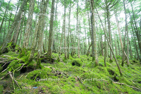 長野県　白駒の池　苔の森 [SKE110001590]