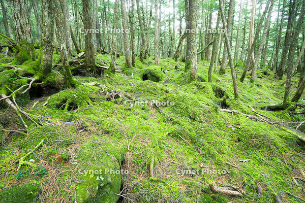 長野県　白駒の池　苔の森 [SKE110001592]