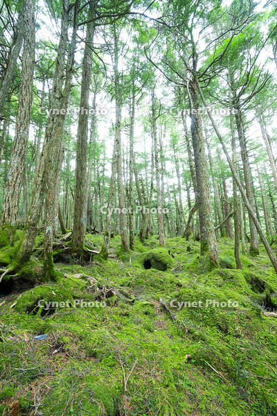 長野県　白駒の池　苔の森 [SKE110001597]