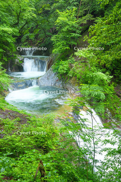 山梨県　西沢渓谷　新緑の七ツ釜五段の滝 [SKE110001606]
