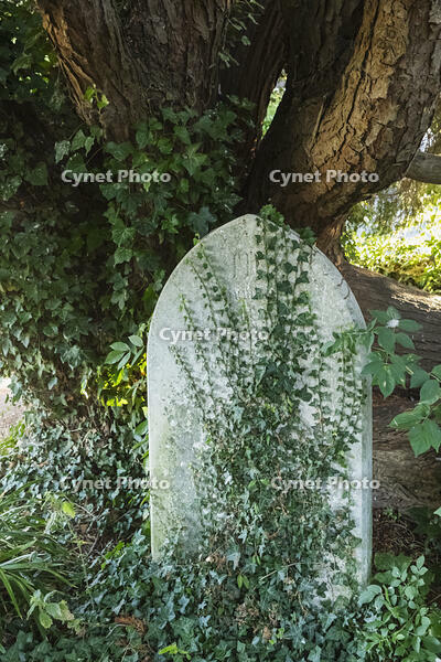 England, Hampshire, Test Valley, King's Somborne, The Parish Church of St.Peter and St.Paul, Gravestone Covered with Ivy [STV110083988]