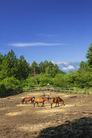木曽馬の里と御嶽山 [KNO110022720]