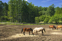 木曽馬の里 [KNO110022724]