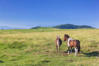 美ヶ原牧場と馬 [KNO110022755]