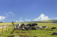 美ヶ原牧場の放牧 [KNO110022756]