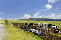 美ヶ原牧場の放牧 [KNO110022757]