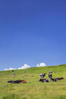美ヶ原牧場の放牧 [KNO110022758]