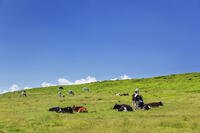 美ヶ原牧場の放牧 [KNO110022759]