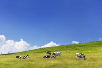 美ヶ原牧場の放牧 [KNO110022760]