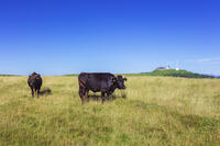 美ヶ原高原の放牧 [KNO110022777]