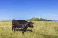 美ヶ原高原の放牧 [KNO110022778]